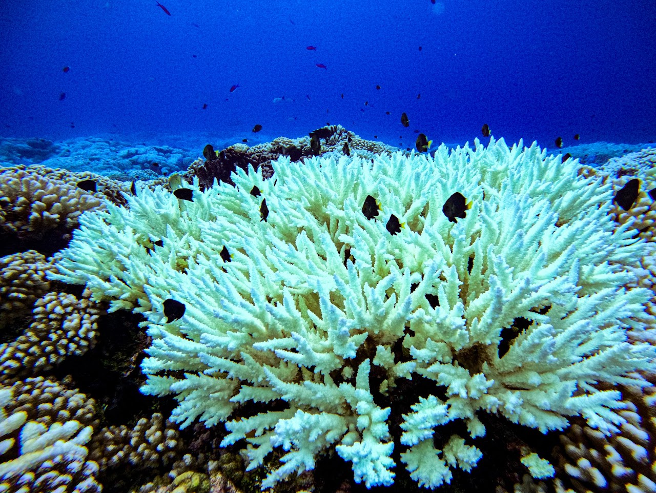 Le phénomène de blanchissement des coraux de retour à Fakarava