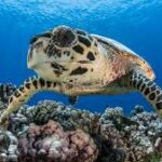 Journée pédagogique dédiée aux tortues marines